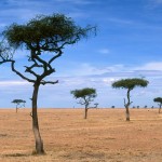 World_Africa_Scattered_Acacia_Trees___Kenya___Africa_008882_