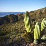 Cardon Cactus en el arroyo seco (Cardon cactus in dry arroyo)