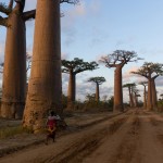 baobabs-madagascar