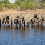botswana_elefant